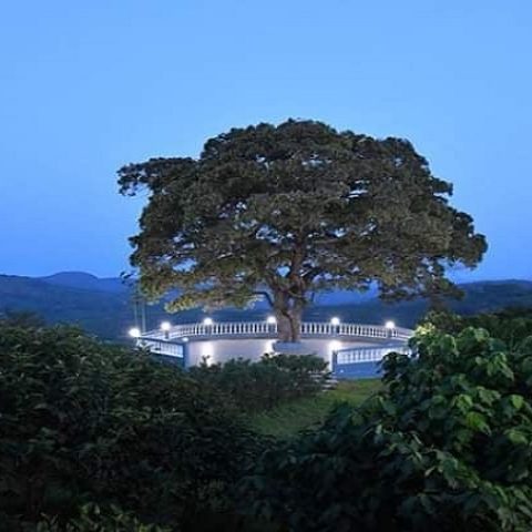 L’arbre-solitaire»-sur-l’espace-vert-de-l’hôtel-SIB-a-Dalaba-en-Moyenne-Guinée